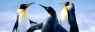Bild  Pinguine